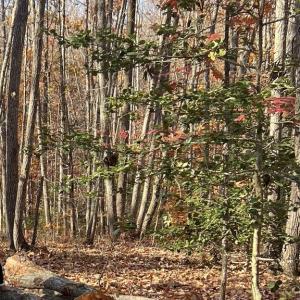 Photo #8 of COURTNEY SCHOOL, MIDLAND, VA 7.3 acres