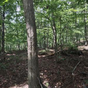 Photo #3 of BLEVINS ROAD, LURAY, VA 0.7 acres