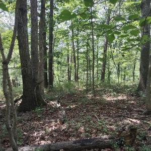 Photo #4 of BLEVINS ROAD, LURAY, VA 0.7 acres