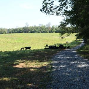 Photo #3 of 2919 ROKEBY RD, DELAPLANE, VA 48.8 acres