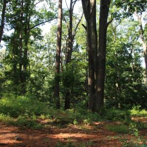 Photo #2 of BAXTER DR, STANLEY, VA 33.3 acres