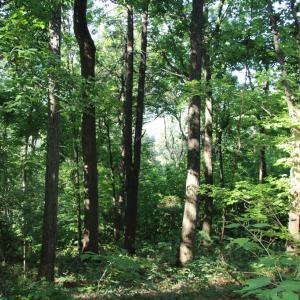 Photo #3 of BAXTER DR, STANLEY, VA 33.3 acres