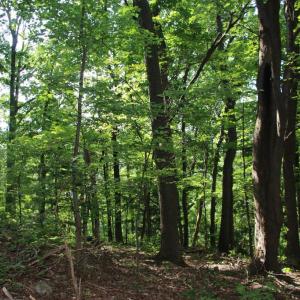 Photo #4 of BAXTER DR, STANLEY, VA 33.3 acres