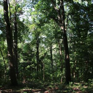 Photo #5 of BAXTER DR, STANLEY, VA 33.3 acres