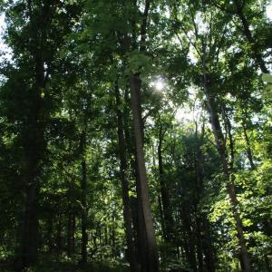 Photo #6 of BAXTER DR, STANLEY, VA 33.3 acres