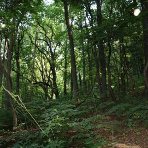 Photo #7 of BAXTER DR, STANLEY, VA 33.3 acres