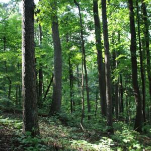 Photo #8 of BAXTER DR, STANLEY, VA 33.3 acres