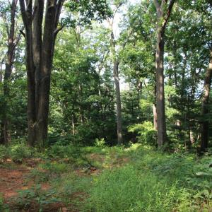 Photo #9 of BAXTER DR, STANLEY, VA 33.3 acres