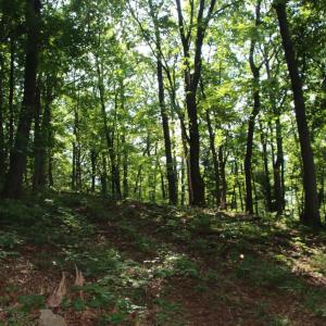 Photo #11 of BAXTER DR, STANLEY, VA 33.3 acres