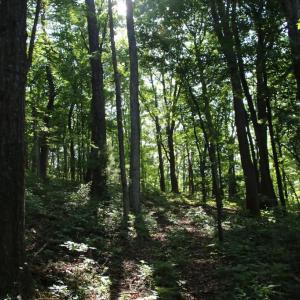 Photo #12 of BAXTER DR, STANLEY, VA 33.3 acres