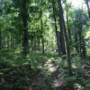 Photo #14 of BAXTER DR, STANLEY, VA 33.3 acres