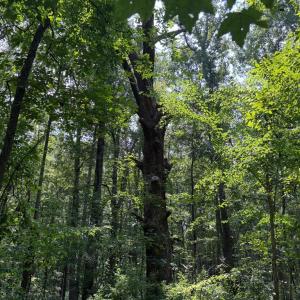 Photo #5 of WEAVER ROAD, AMISSVILLE, VA 3.0 acres