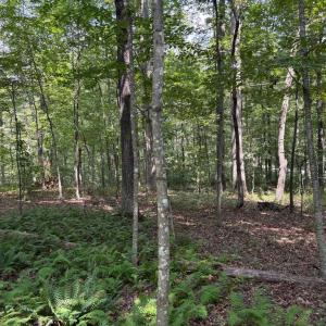 Photo #9 of WEAVER ROAD, AMISSVILLE, VA 3.0 acres