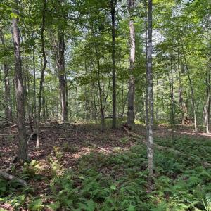 Photo #8 of WEAVER ROAD, AMISSVILLE, VA 3.0 acres
