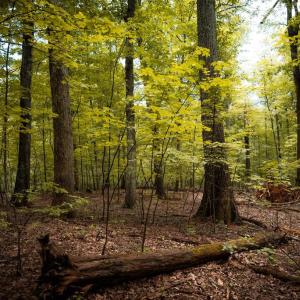 Photo #12 of 1 RAG HILL RD, SYRIA, VA 2.9 acres