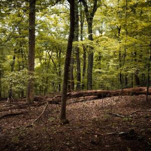 Photo #13 of 1 RAG HILL RD, SYRIA, VA 2.9 acres