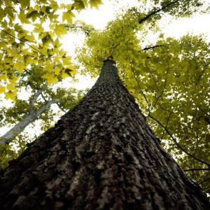 Photo #14 of 1 RAG HILL RD, SYRIA, VA 2.9 acres