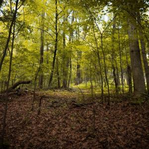 Photo #15 of 1 RAG HILL RD, SYRIA, VA 2.9 acres