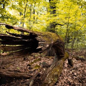 Photo #16 of 1 RAG HILL RD, SYRIA, VA 2.9 acres