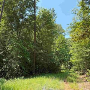 Photo #6 of WEST RIVER RD. (RT. 6) (TRACT: JR A.J. COLLINS-1), SCOTTSVILLE, VA 150.0 acres
