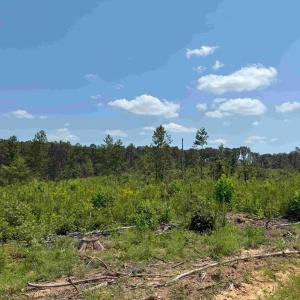 Photo #9 of WEST RIVER RD. (RT. 6) (TRACT: JR A.J. COLLINS-1), SCOTTSVILLE, VA 150.0 acres