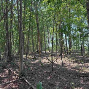 Photo #15 of WEST RIVER RD. (RT. 6) (TRACT: JR A.J. COLLINS-1), SCOTTSVILLE, VA 150.0 acres