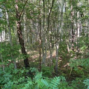 Photo #2 of OVERTON DR, BUMPASS, VA 1.1 acres