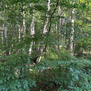 Photo #3 of OVERTON DR, BUMPASS, VA 1.1 acres