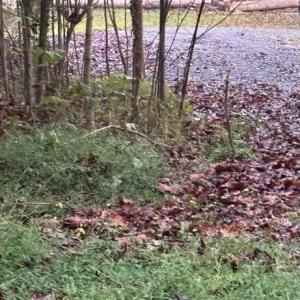 Photo #2 of W HOOVER, MADISON, VA 114.9 acres