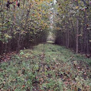 Photo #1 of W HOOVER, MADISON, VA 114.9 acres