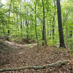 Photo #2 of GAAR MOUNTAIN RD, MADISON, VA 19.5 acres