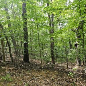 Photo #3 of GAAR MOUNTAIN RD, MADISON, VA 19.5 acres