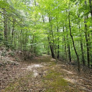 Photo #4 of GAAR MOUNTAIN RD, MADISON, VA 19.5 acres