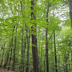 Photo #5 of GAAR MOUNTAIN RD, MADISON, VA 19.5 acres