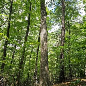 Photo #7 of GAAR MOUNTAIN RD, MADISON, VA 19.5 acres