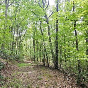 Photo #8 of GAAR MOUNTAIN RD, MADISON, VA 19.5 acres