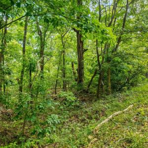 Photo #6 of FORT VALLEY, LURAY, VA 3.2 acres