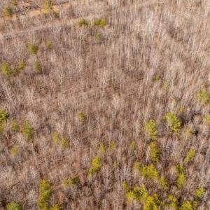 Photo #5 of 82 COSNER RD, LOUISA, VA 7.1 acres