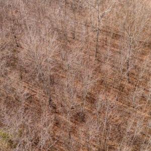 Photo #9 of 82 COSNER RD, LOUISA, VA 7.1 acres