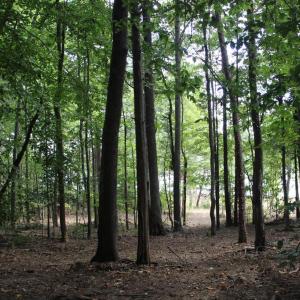 Photo #7 of 60 LAURELWOOD DR, BUMPASS, VA 1.9 acres