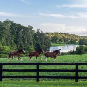 Photo #49 of 6887 BLENHEIM ROAD, SCOTTSVILLE, VA 400.0 acres