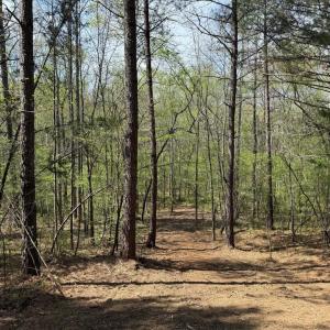 Photo #8 of  30.0 acres