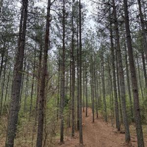 Photo #14 of  30.0 acres