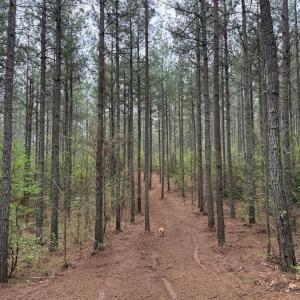 Photo #15 of  30.0 acres