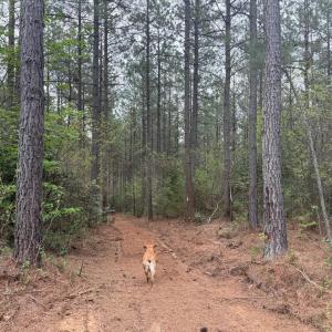 Photo #11 of  36.2 acres