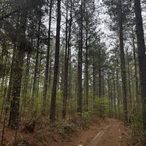 Photo #12 of  36.2 acres