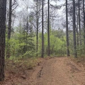 Photo #14 of  36.2 acres