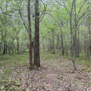 Photo #18 of  36.2 acres