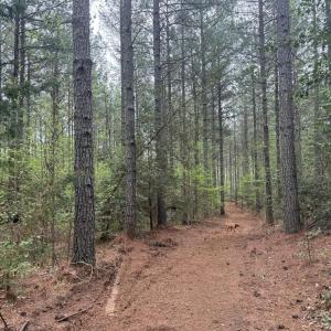Photo #30 of  36.2 acres