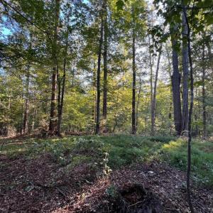 Photo #2 of 14285 WOODS VIEW LN, REVA, VA 10.1 acres
